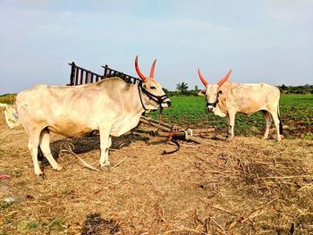 Oxes standing in field