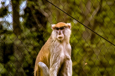 Monkey looking away in zoo