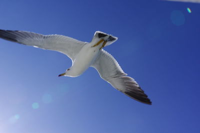 Low angle view of seagull flying in sky