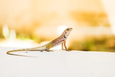 Close-up of a lizard