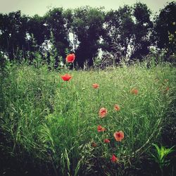 Red poppies growing on grassy field