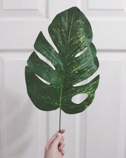 Close-up of hand holding leaves