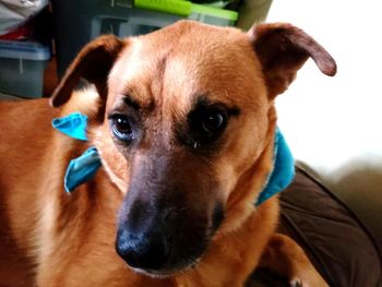 Close-up portrait of dog