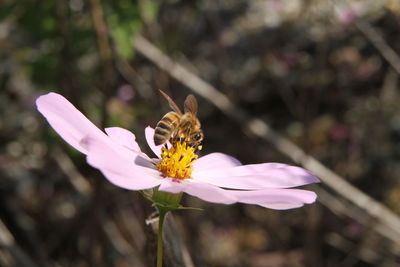 Close-up of insect on pink flower