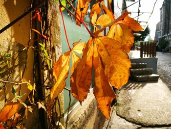 Close-up of leaves hanging on tree