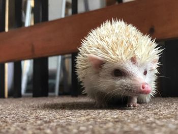 Close-up of hedgehog 