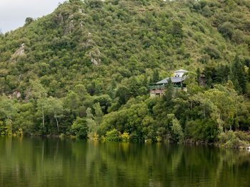 Scenic view of lake by trees and plants growing in forest