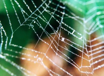 Full frame shot of spider web