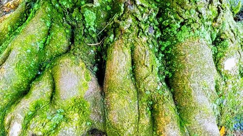 Full frame shot of tree trunk