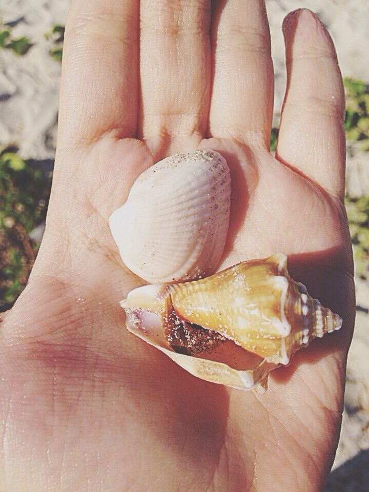 person, part of, holding, human finger, cropped, close-up, unrecognizable person, personal perspective, palm, focus on foreground, seashell, food and drink, animal shell, freshness, day, showing, lifestyles