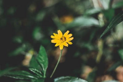 Close-up of yellow flowering plant