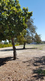 Trees on landscape