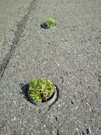 High angle view of plant on street