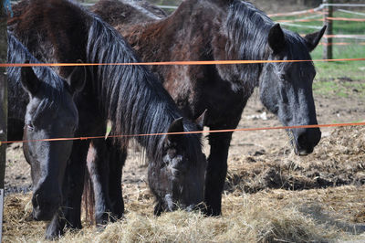 Horses on field