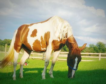 Tennessee walker grazing on grassy field at stable