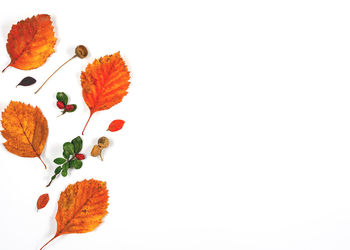 High angle view of autumn leaves on white background