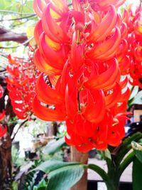 Close-up of red flowers