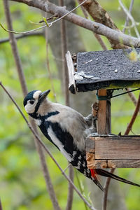 Bird perching on wooden post