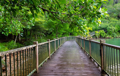 Footbridge amidst trees in forest