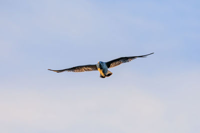 Low angle view of eagle flying in sky