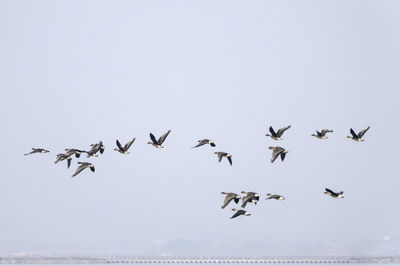 Low angle view of birds flying against sky