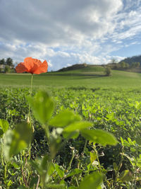 Scenic view of flowering plants on field against sky