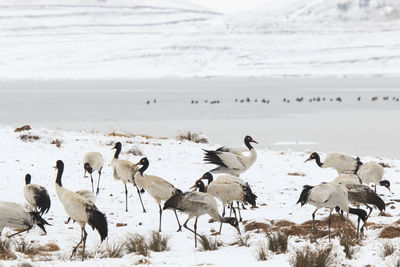 Black-necked cranes on frozen lakeshore