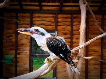 Close-up of bird perching on branch