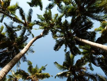 Low angle view of coconut palm tree against sky