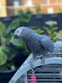 Close-up of parrot perching on a car