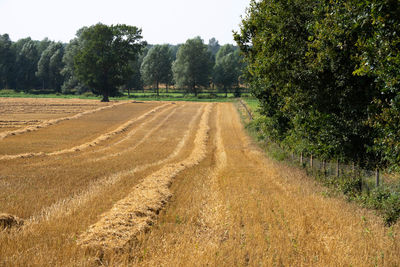 Dirt road amidst field against sky