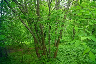 Trees in forest