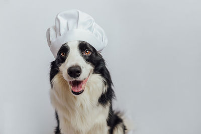 Close-up of dog against white background