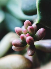 Close-up of succulent plant