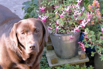 High angle portrait of chocolate labrador by potted plants on sunny day