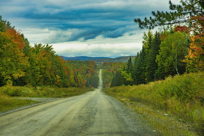 Road amidst trees and plants against sky