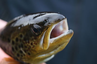 Close-up of dead animal with mouth open