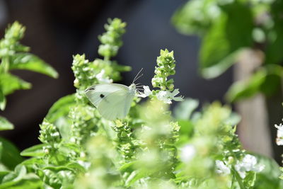 Butterfly on plant