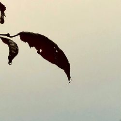 Close-up of black cat