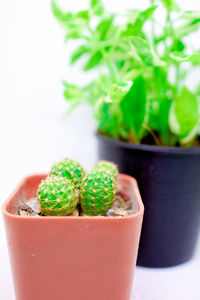 Close-up of potted plant on table