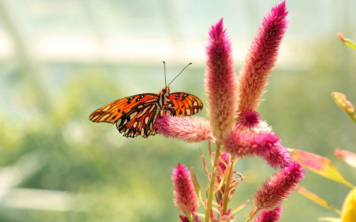 Close-up of butterfly pollinating on pink flower