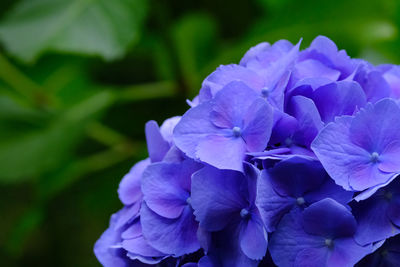 Close-up of purple flowers blooming outdoors