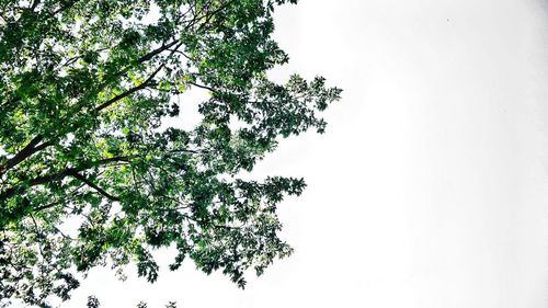 Low angle view of trees against clear sky