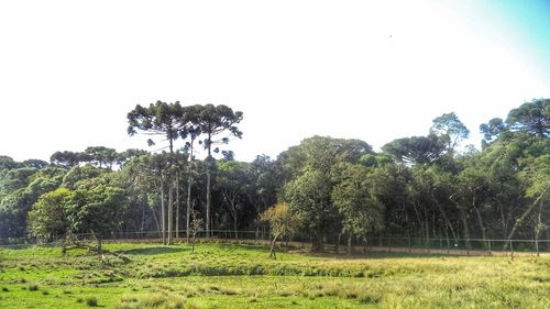 Trees on field against sky