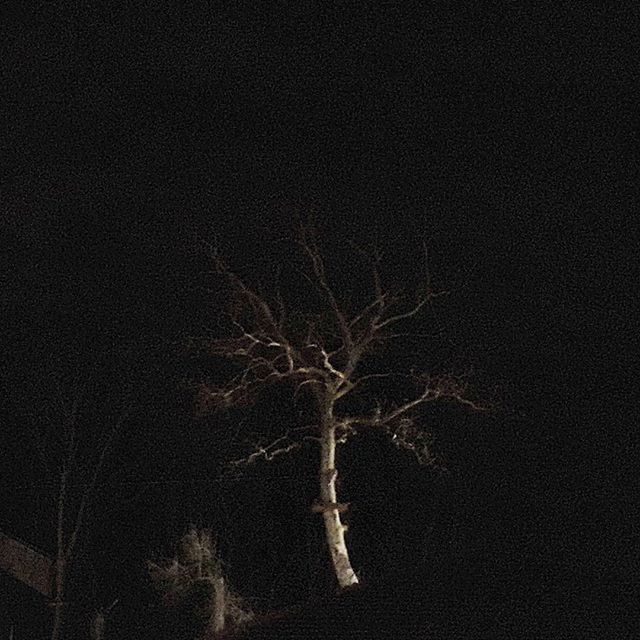night, copy space, low angle view, dark, bare tree, spooky, no people, close-up, studio shot, dead plant, black background, outdoors, nature, illuminated, silhouette, branch, electricity, danger, ideas, dry