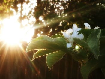 Close-up of sun shining through plant