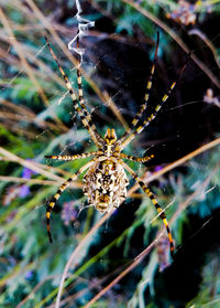 Close-up of spider web