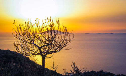 Silhouette bare tree by sea against orange sky