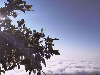 Low angle view of flower tree against clear sky