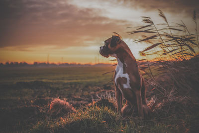 Dog looking away on field during sunset boxer